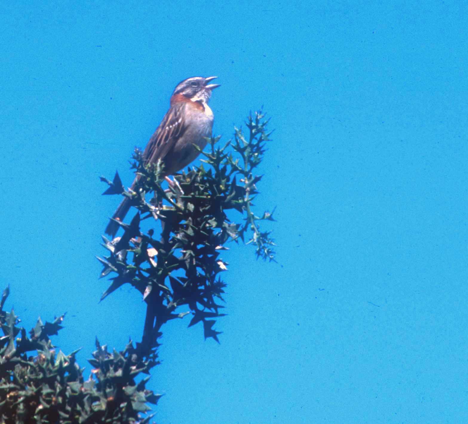 Fauna y flora de Lobería