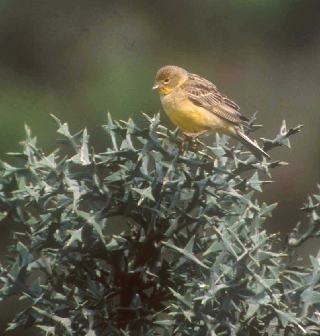 Fauna y flora de Lobería