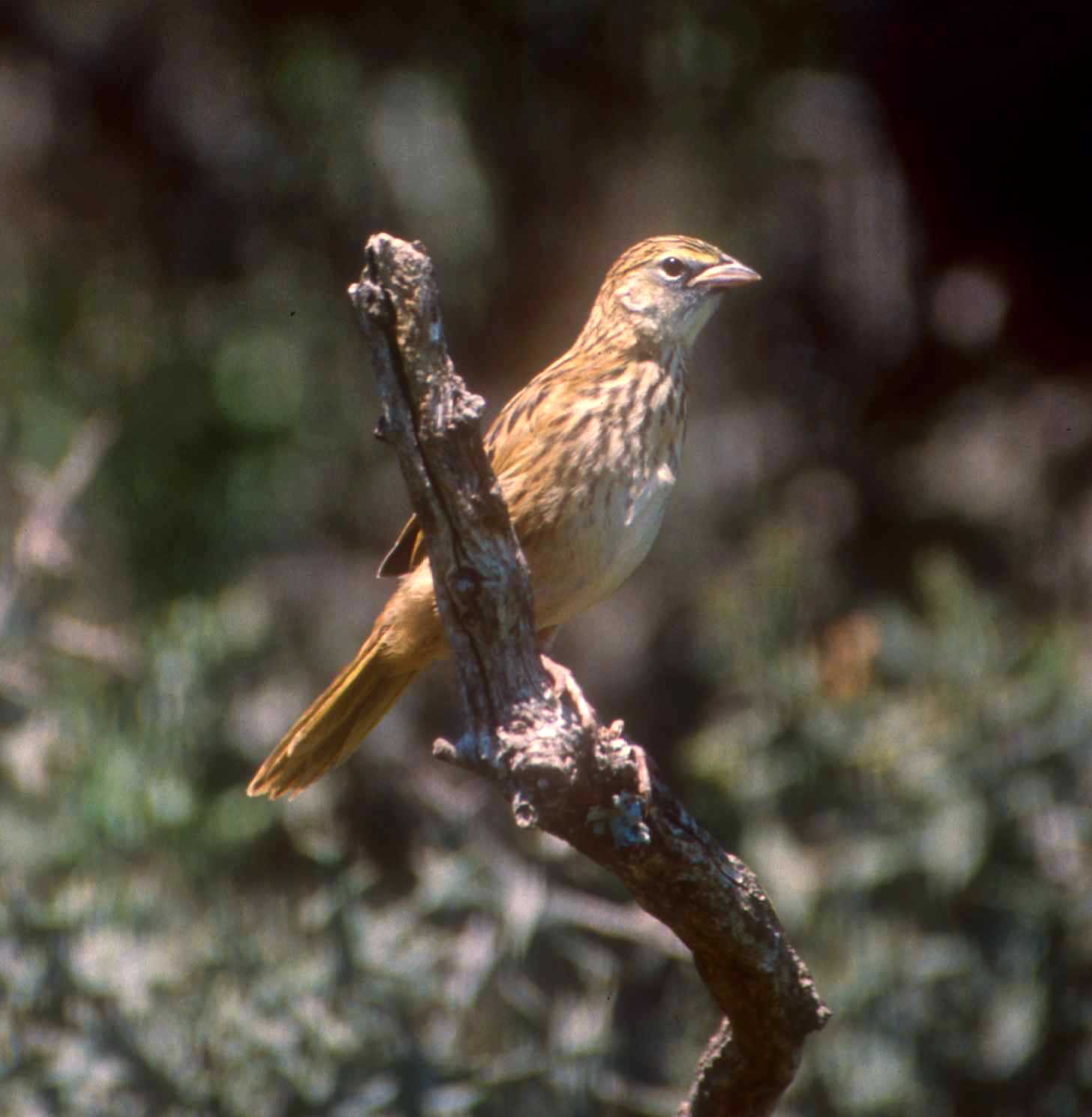Fauna y flora de Lobería