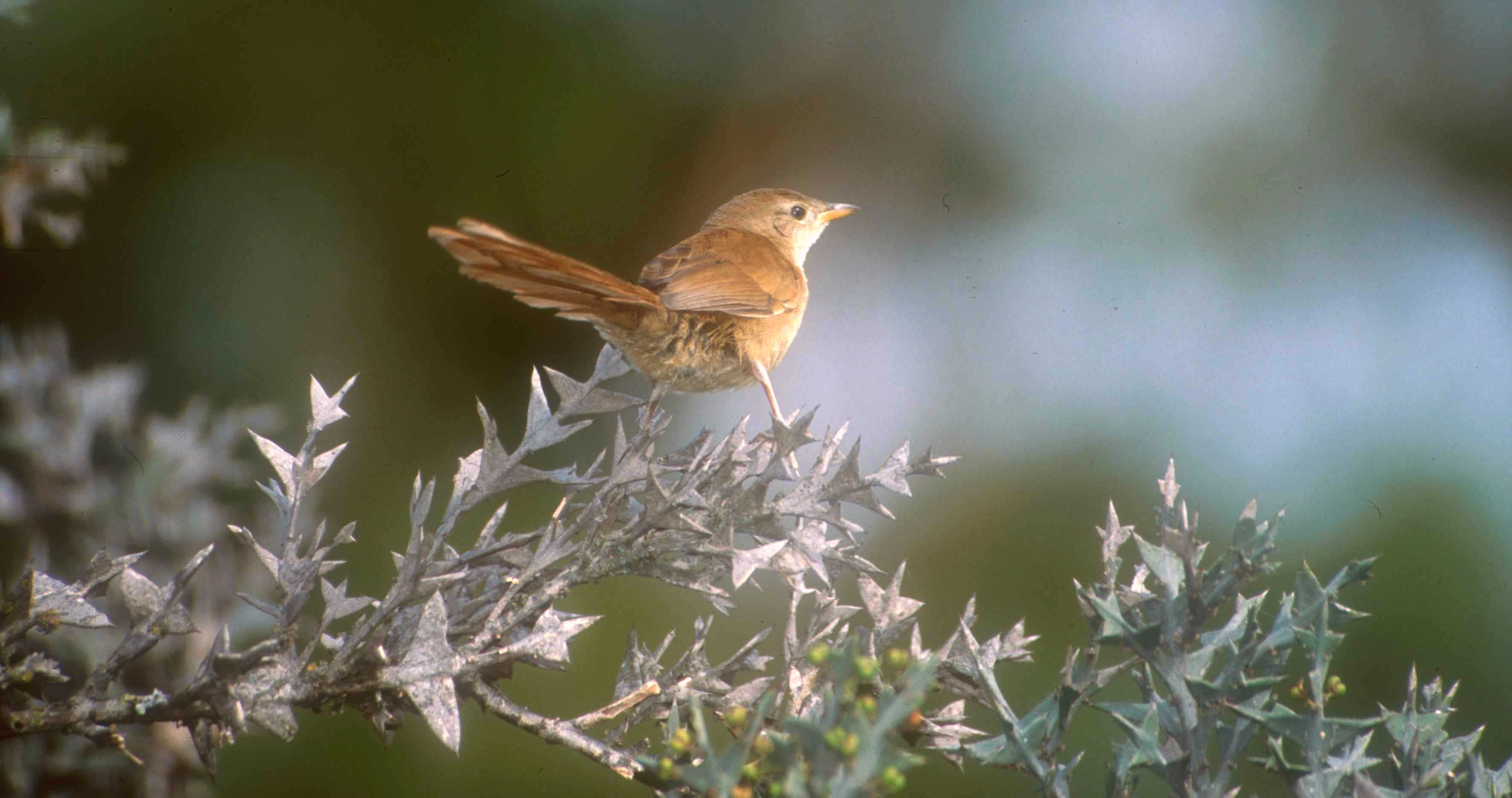 Fauna y flora de Lobería