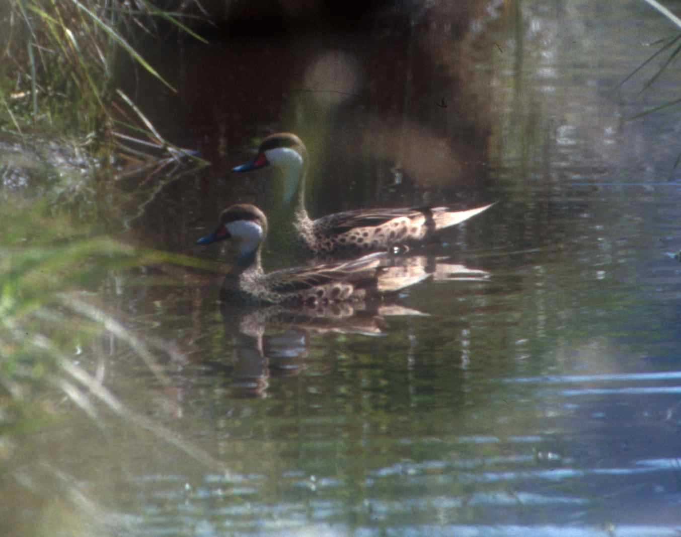 Fauna y flora de Lobería