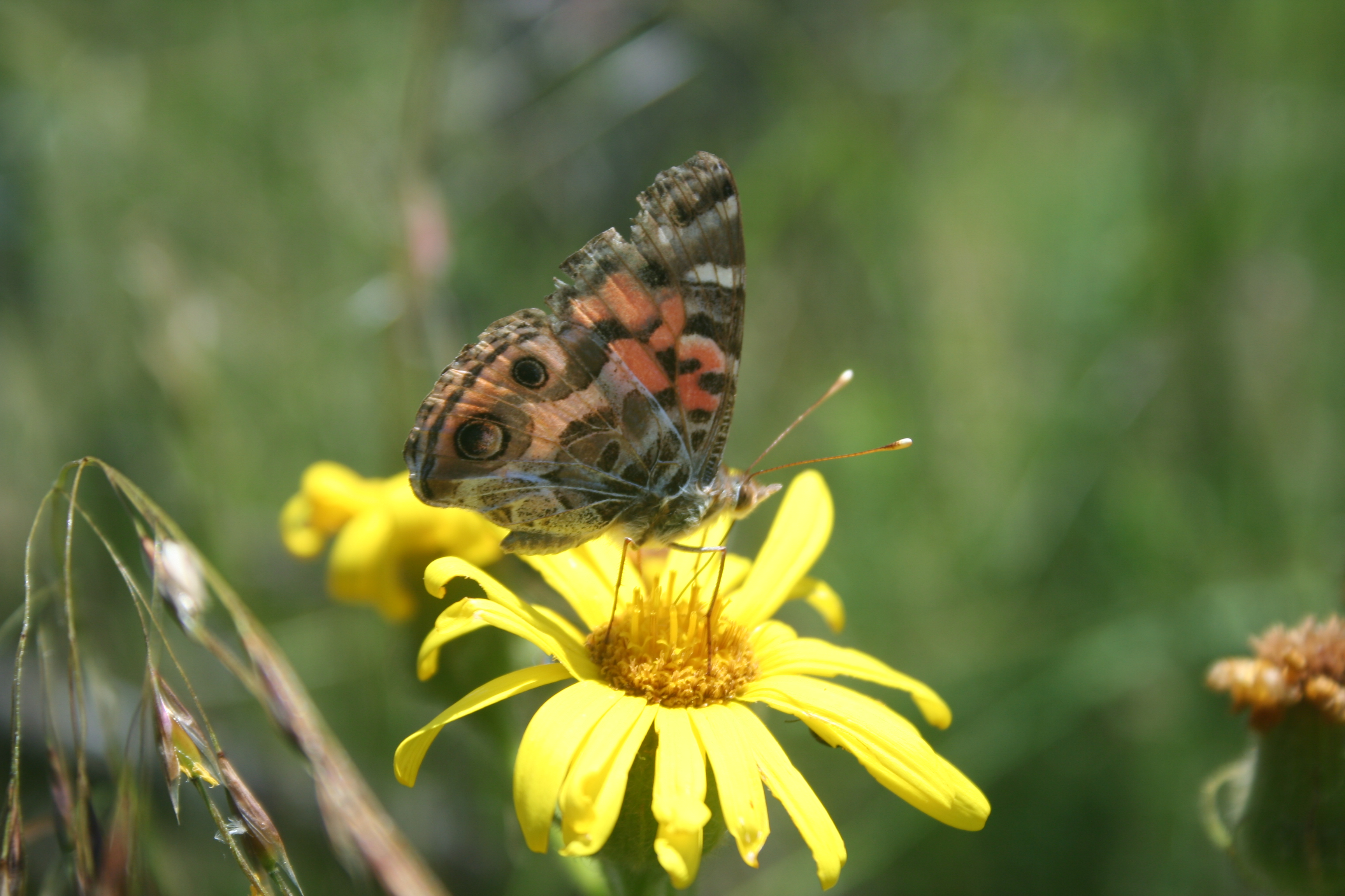 Fauna y flora de Lobería