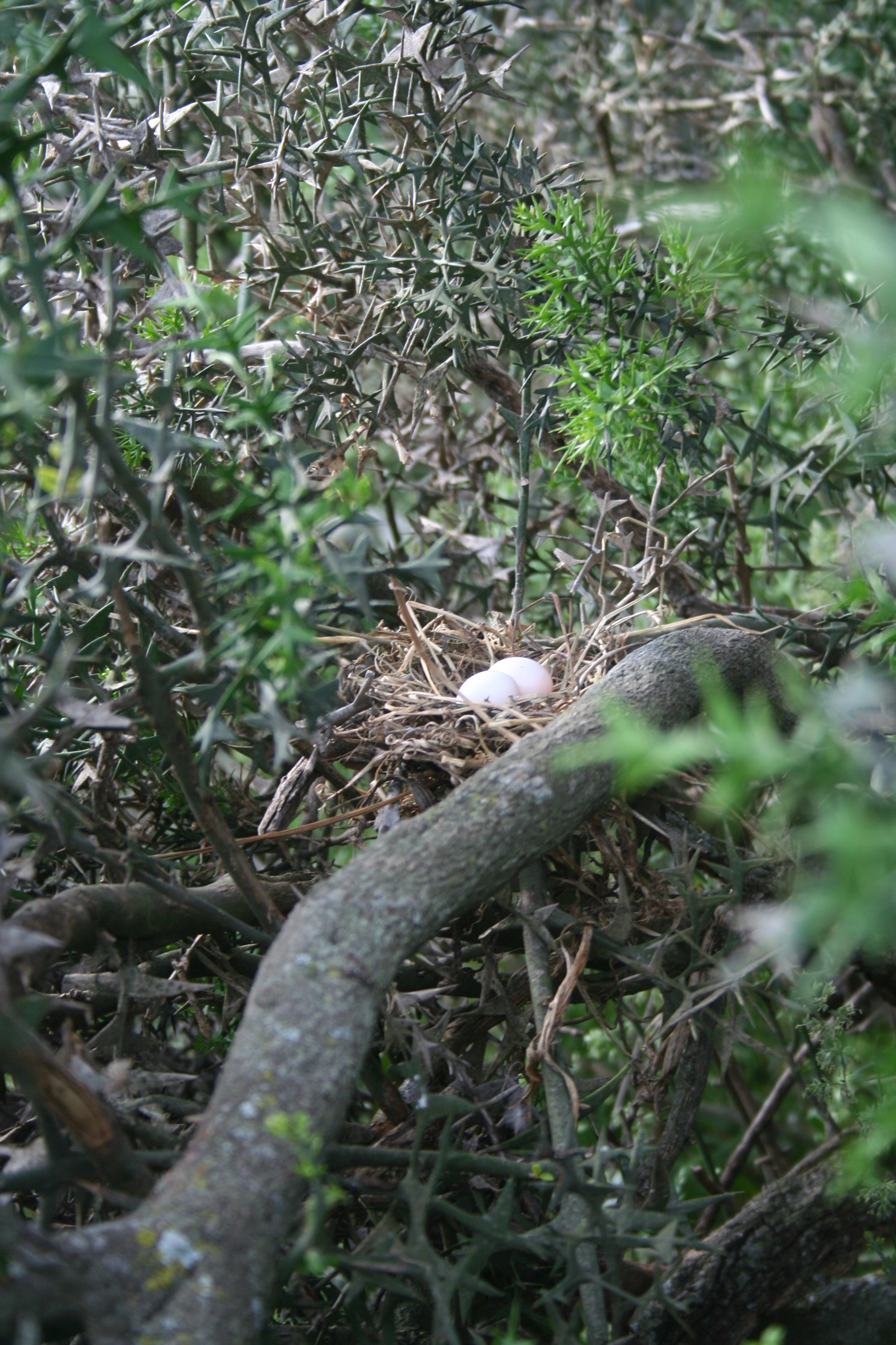 Fauna y flora de Lobería