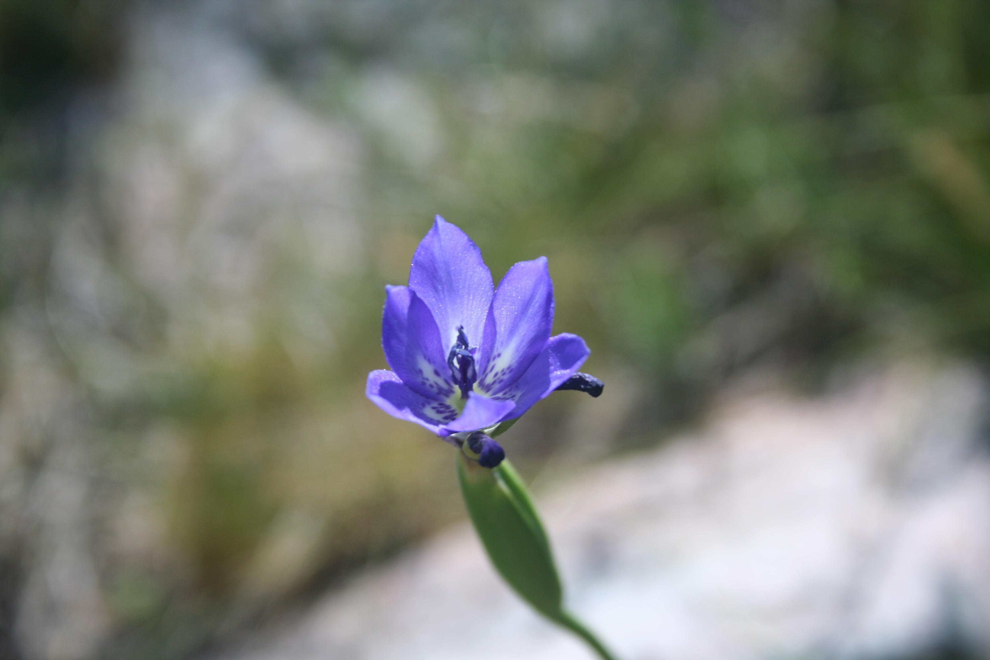 Fauna y flora de Lobería