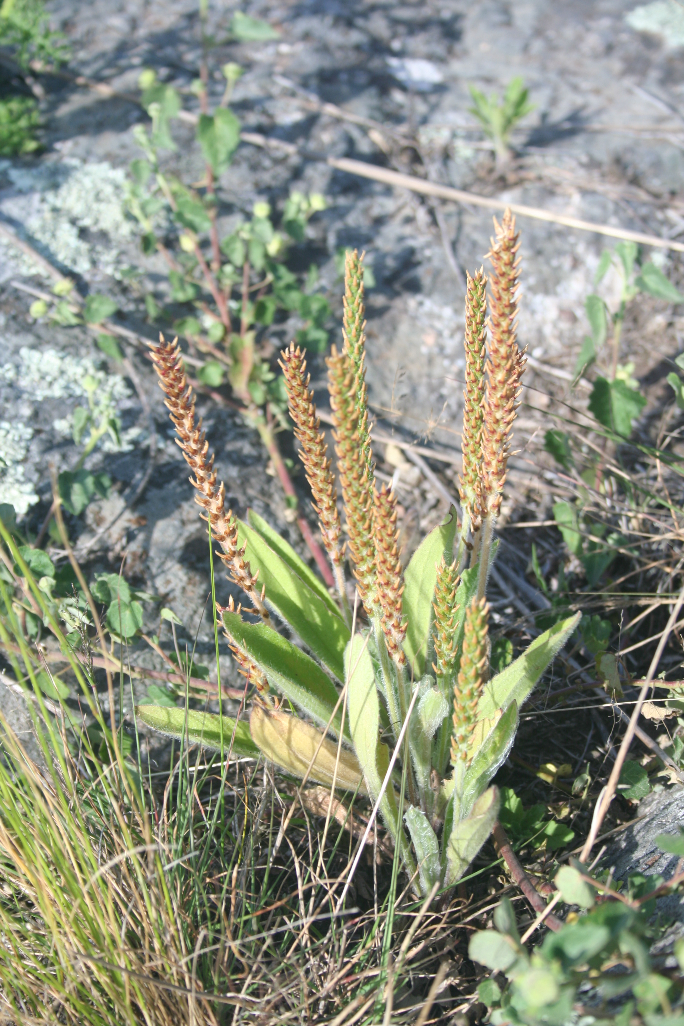 Fauna y flora de Lobería