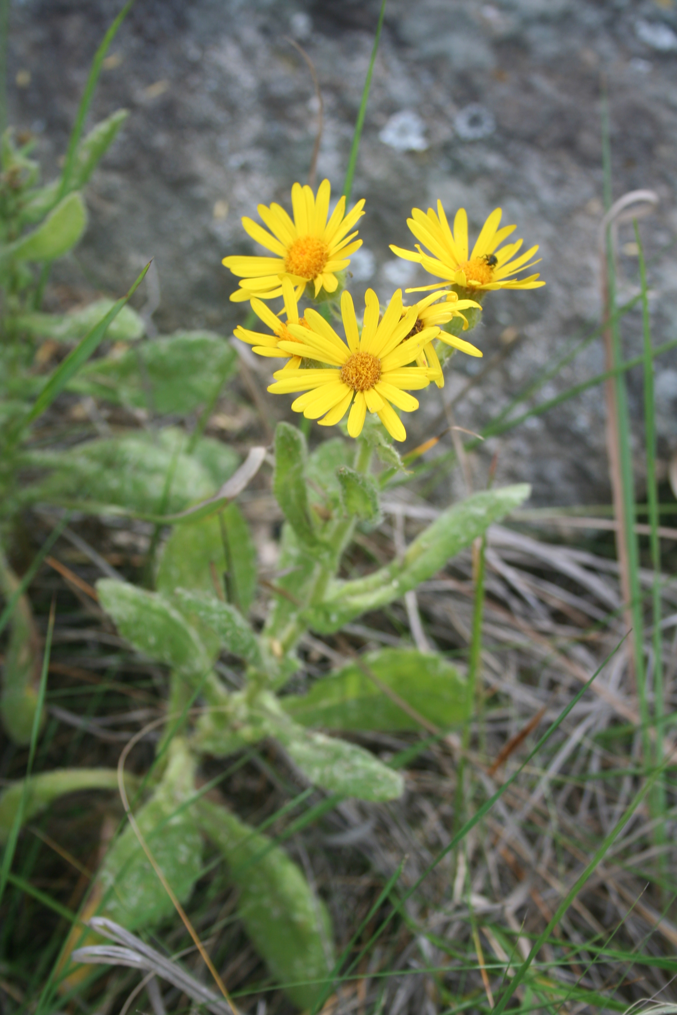 Fauna y flora de Lobería