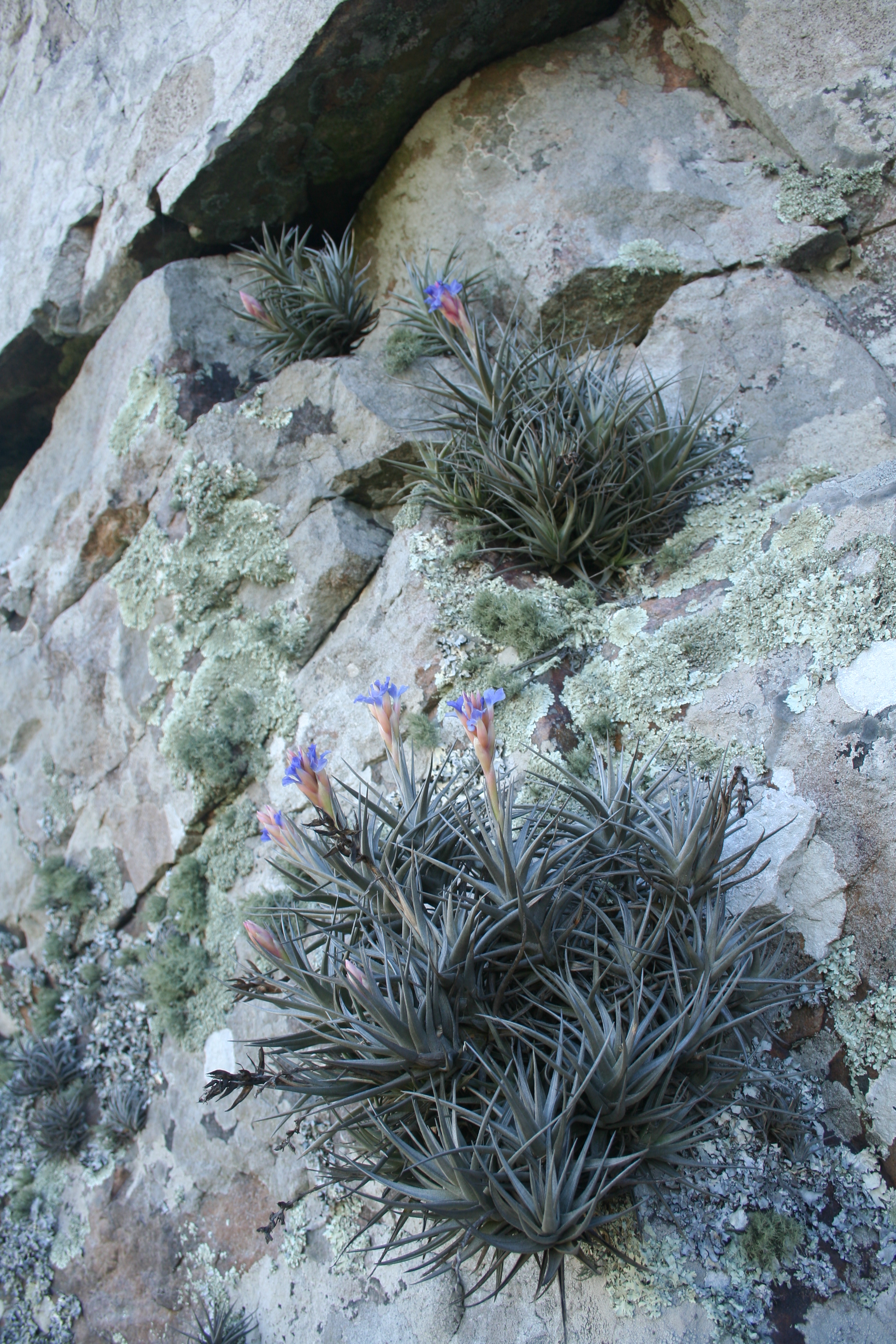 Fauna y flora de Lobería