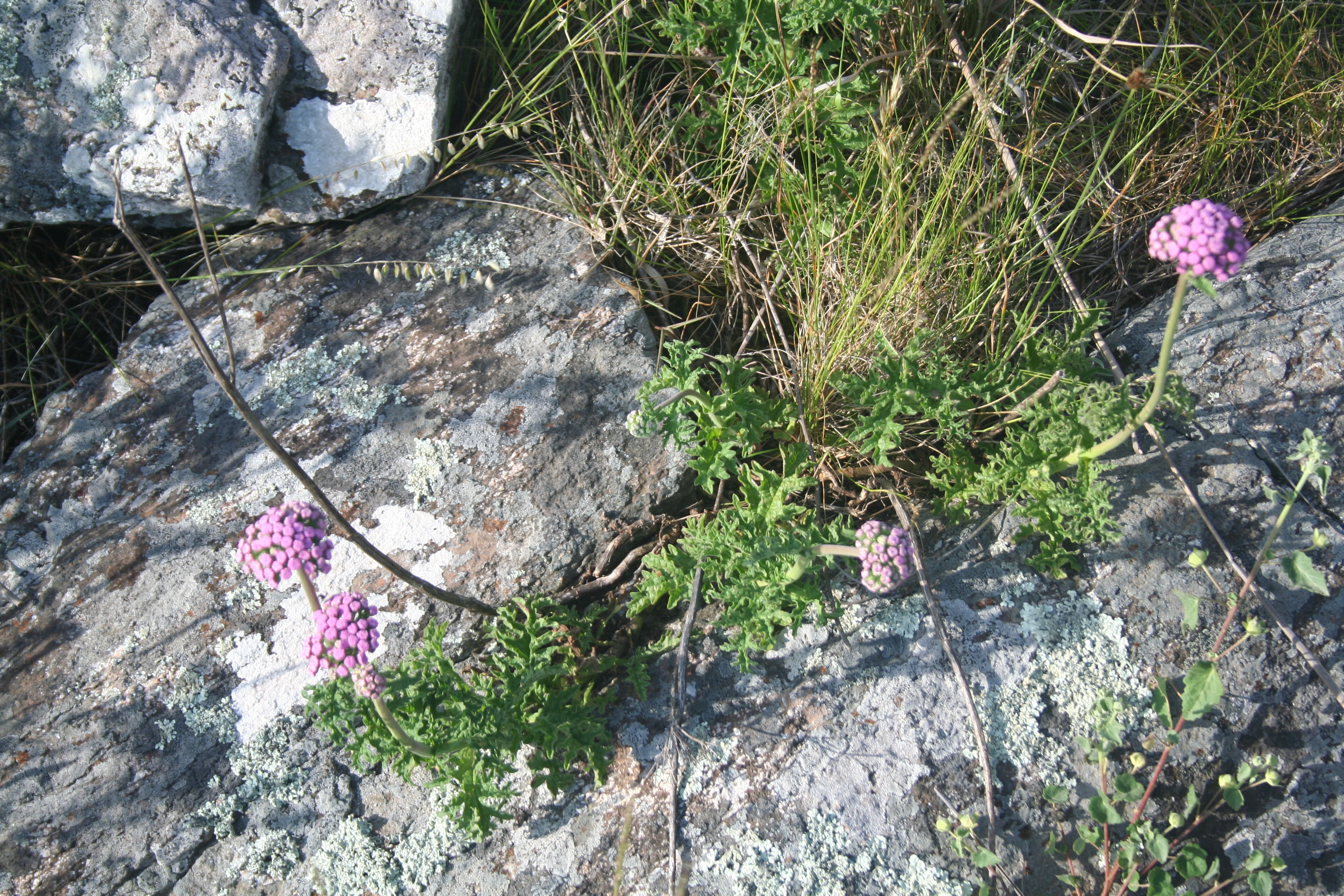 Fauna y flora de Lobería