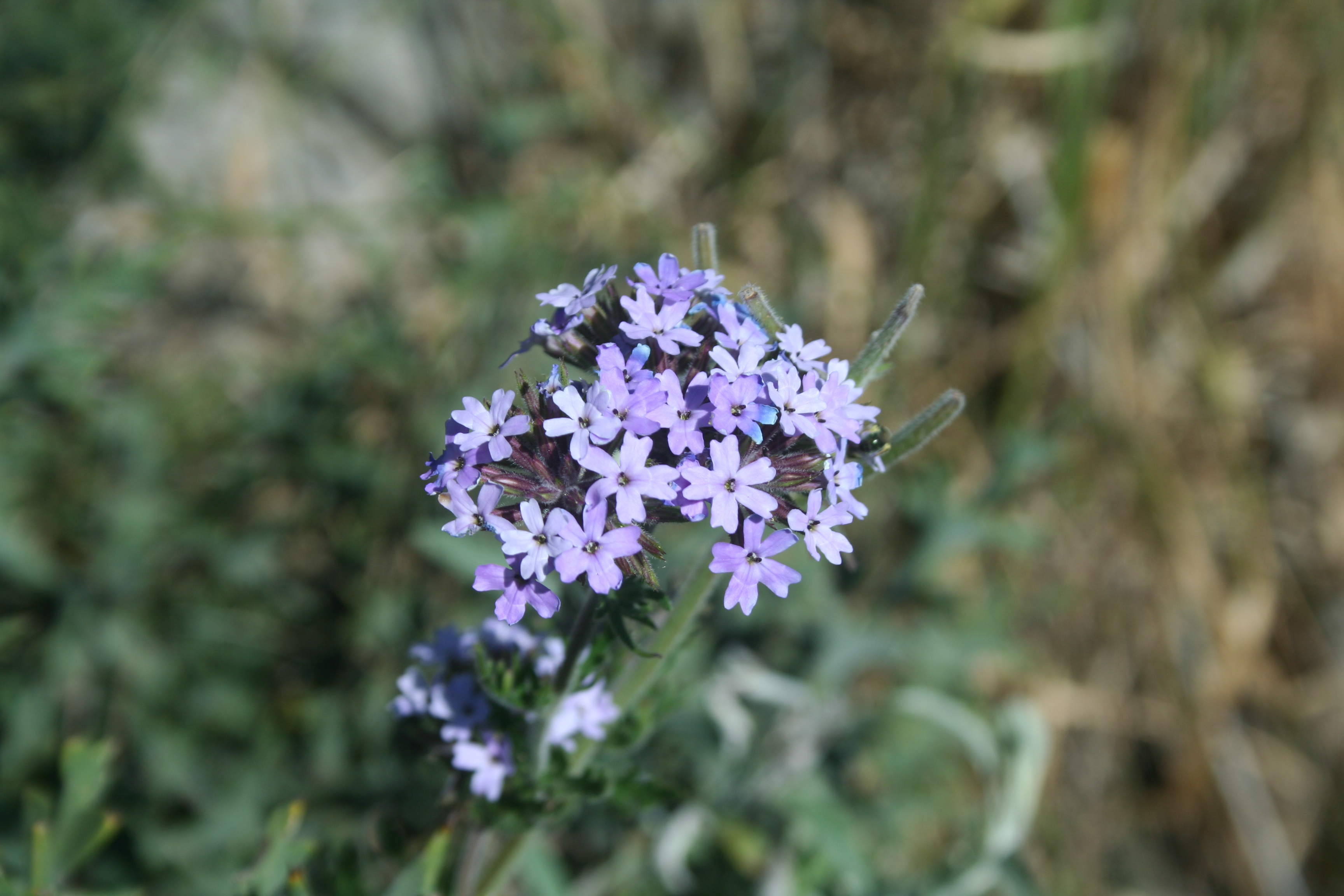 Fauna y flora de Lobería