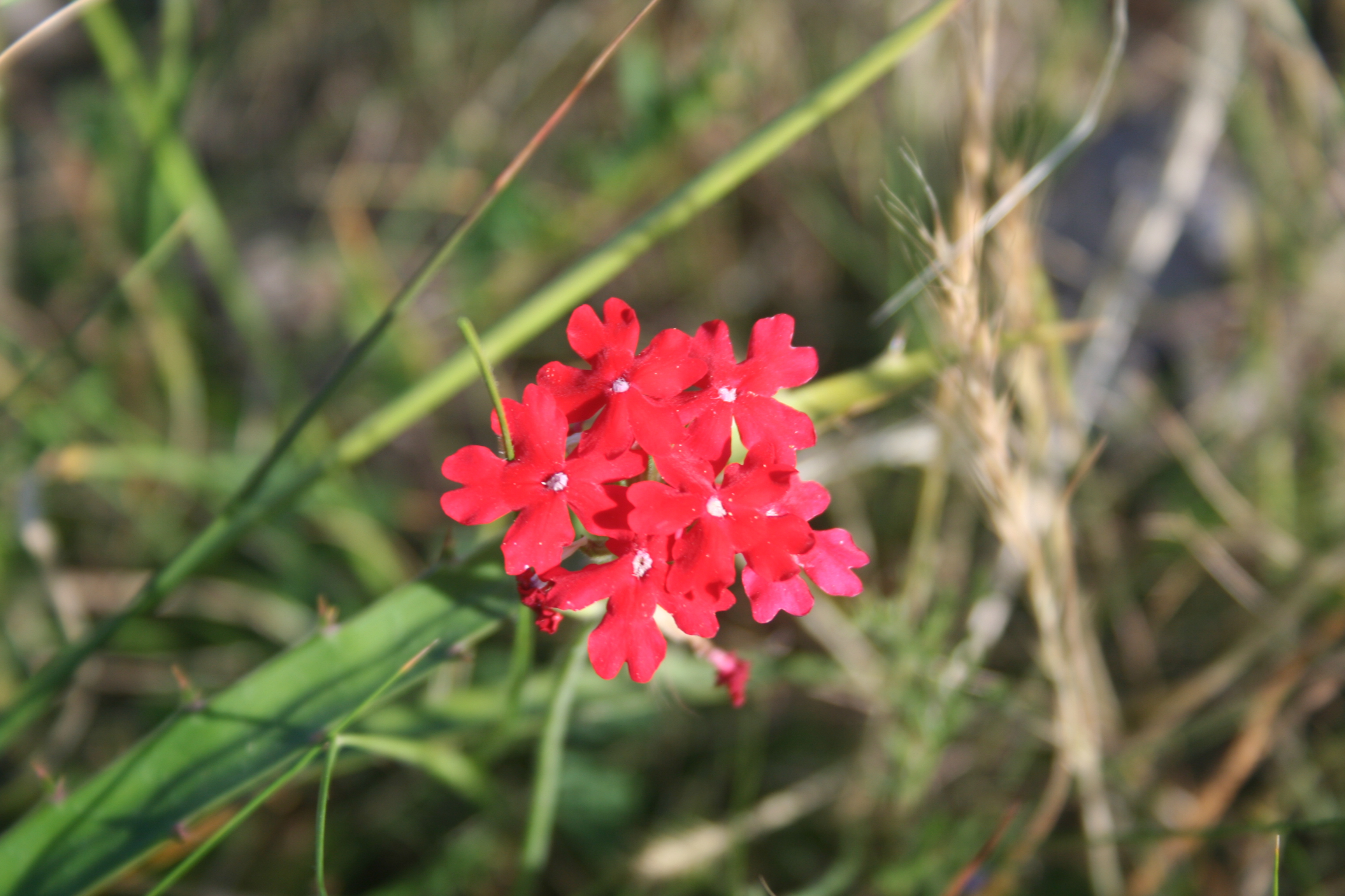 Fauna y flora de Lobería