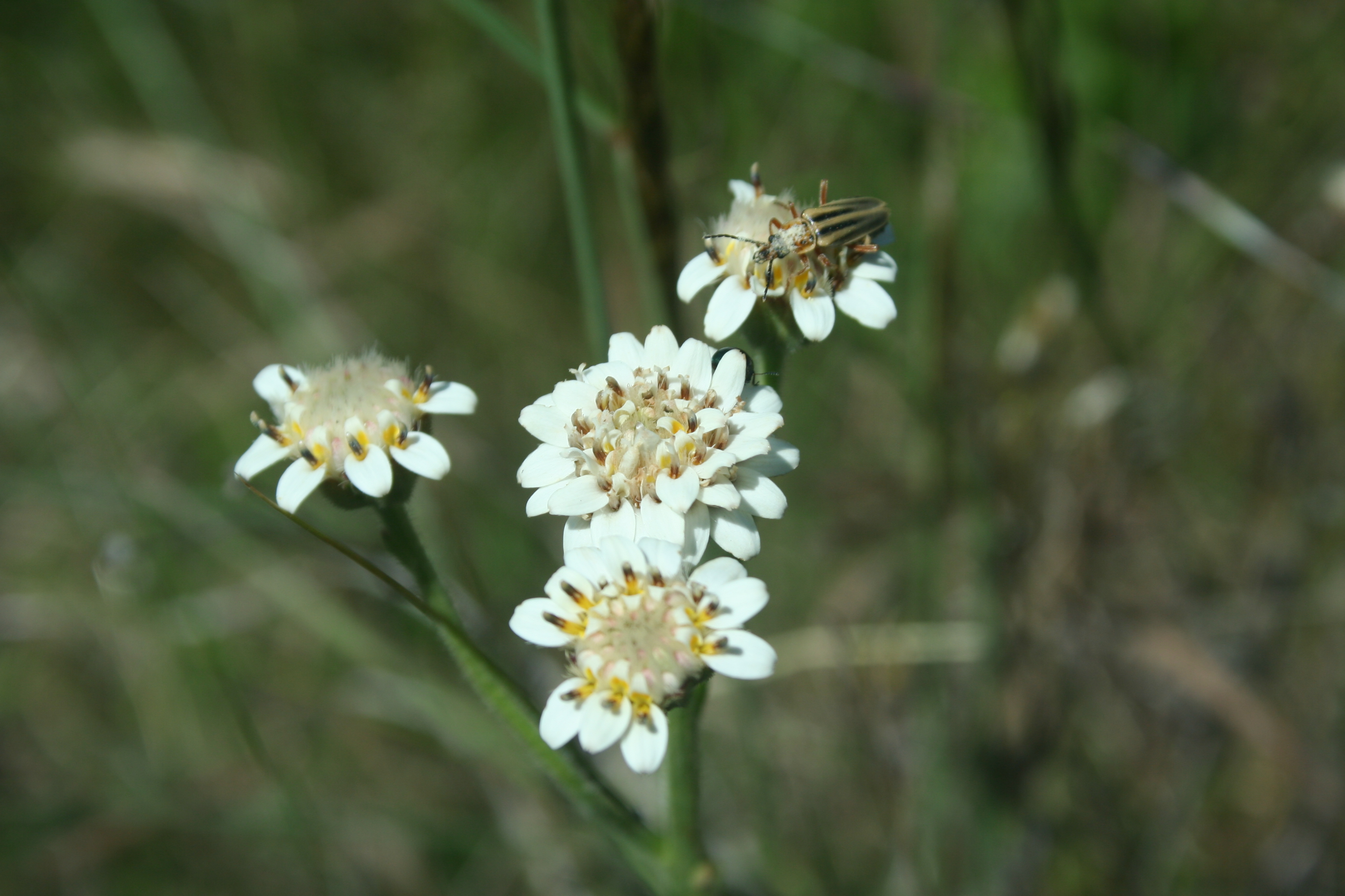 Fauna y flora de Lobería