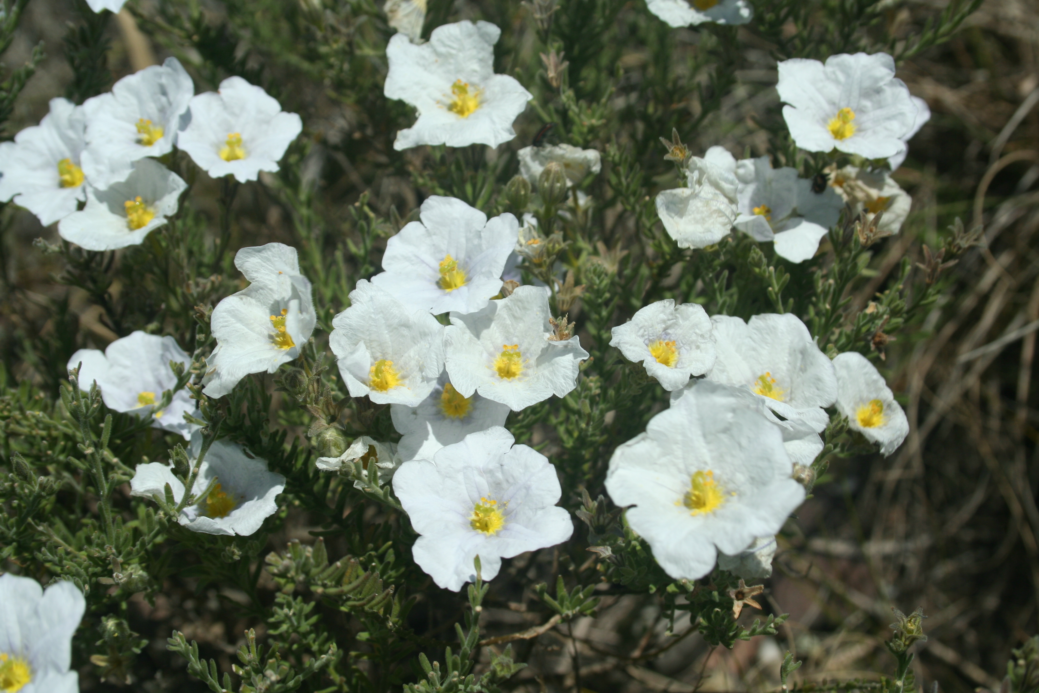 Fauna y flora de Lobería