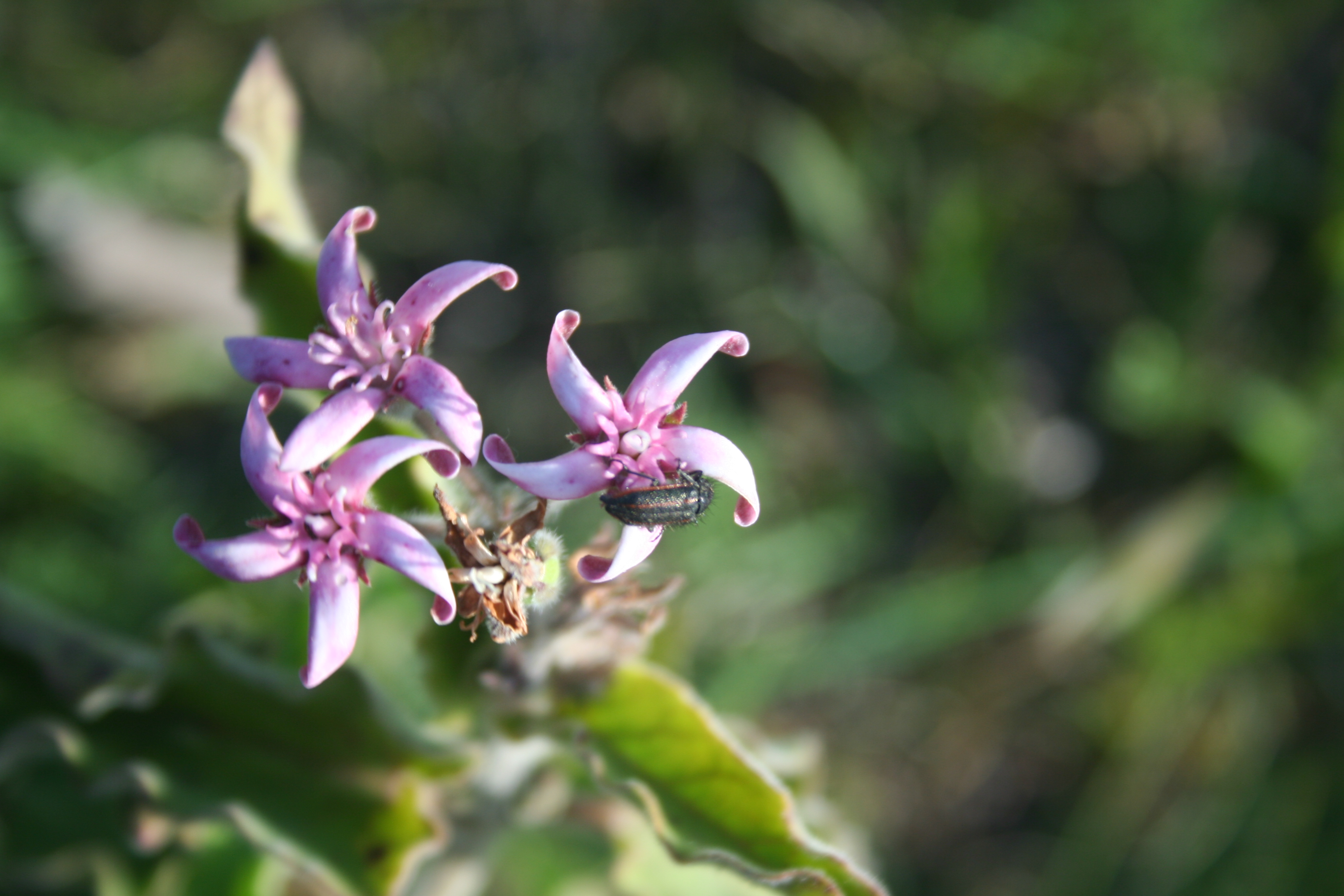 Fauna y flora de Lobería